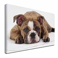 Bulldog Canvas X-Large 30"x20" Wall Art Print