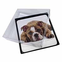 4x Bulldog Picture Table Coasters Set in Gift Box