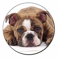 Bulldog Fridge Magnet Printed Full Colour