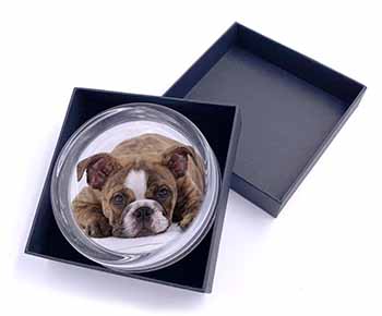 Bulldog Glass Paperweight in Gift Box