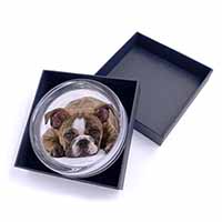 Bulldog Glass Paperweight in Gift Box
