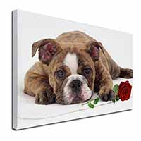 Bulldog with Red Rose Canvas X-Large 30"x20" Wall Art Print