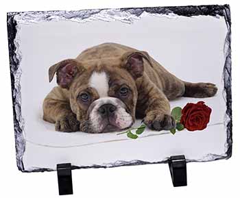 Bulldog with Red Rose, Stunning Photo Slate