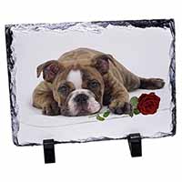Bulldog with Red Rose, Stunning Photo Slate