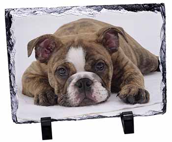 Bulldog, Stunning Photo Slate