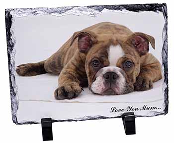 Brindle Bulldog 