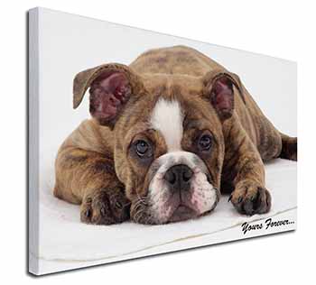 Brindle Bulldog 