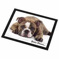 Brindle Bulldog 