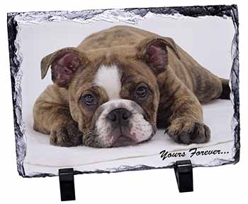 Brindle Bulldog 