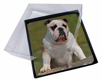 4x A Cute Bulldog Dog Picture Table Coasters Set in Gift Box