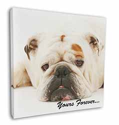 White Bulldog 
