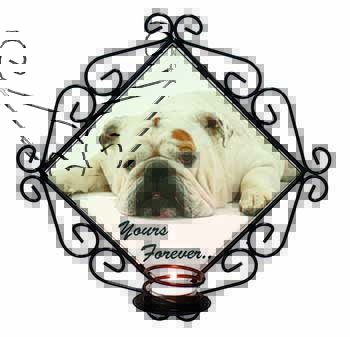 White Bulldog 