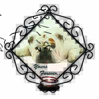 White Bulldog 