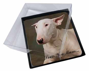 4x White Bull Terrier 