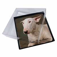 4x White Bull Terrier 