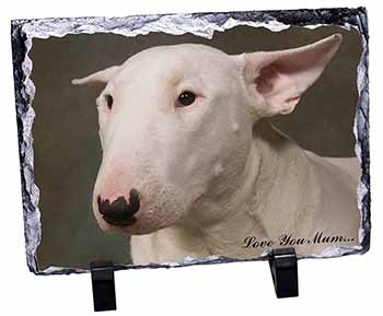 White Bull Terrier 