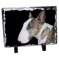 A Beautiful Brindle Bull Terrier, Stunning Photo Slate