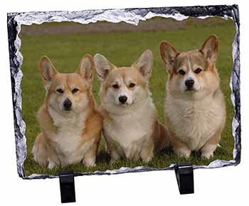 Pembroke Corgi Dogs, Stunning Photo Slate