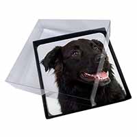 4x Black Border Collie Dog Picture Table Coasters Set in Gift Box