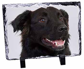 Black Border Collie Dog, Stunning Photo Slate