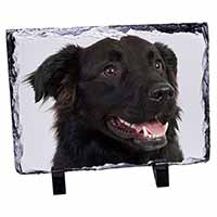 Black Border Collie Dog, Stunning Photo Slate