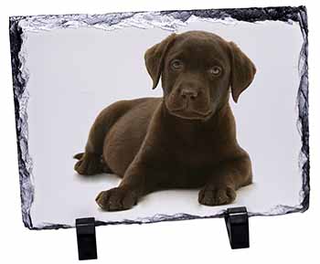 Chesapeake Bay Retriever Dog, Stunning Photo Slate