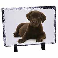 Chesapeake Bay Retriever Dog, Stunning Photo Slate