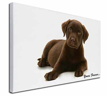 Chesapeake Bay Retriever 