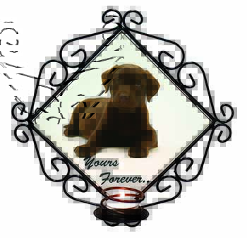 Chesapeake Bay Retriever 