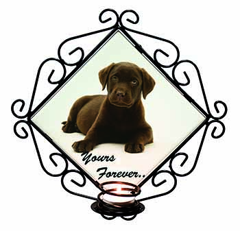 Chesapeake Bay Retriever 