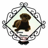 Chesapeake Bay Retriever 