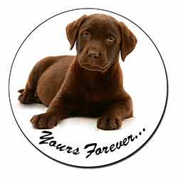 Chesapeake Bay Retriever 