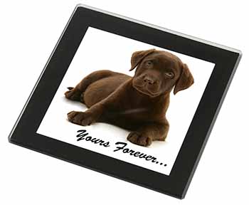 Chesapeake Bay Retriever 