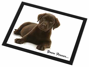 Chesapeake Bay Retriever 