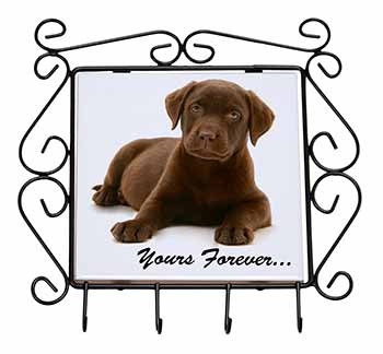 Chesapeake Bay Retriever 