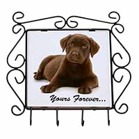 Chesapeake Bay Retriever 