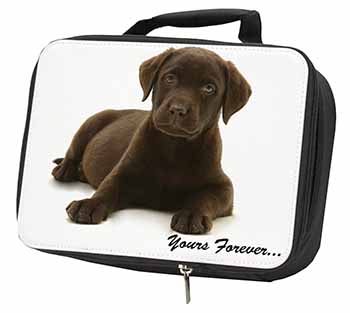 Chesapeake Bay Retriever 