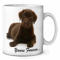 Chesapeake Bay Retriever 