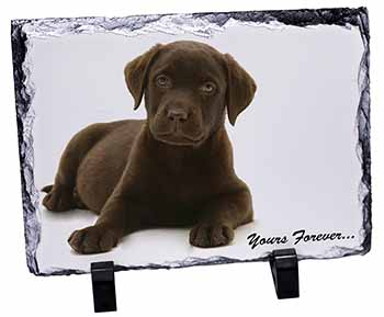 Chesapeake Bay Retriever 