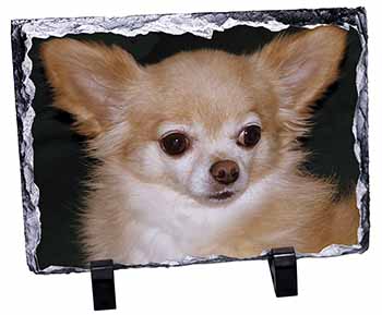Chihuahua Dog, Stunning Photo Slate