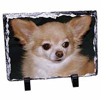 Chihuahua Dog, Stunning Animal Photo Slate