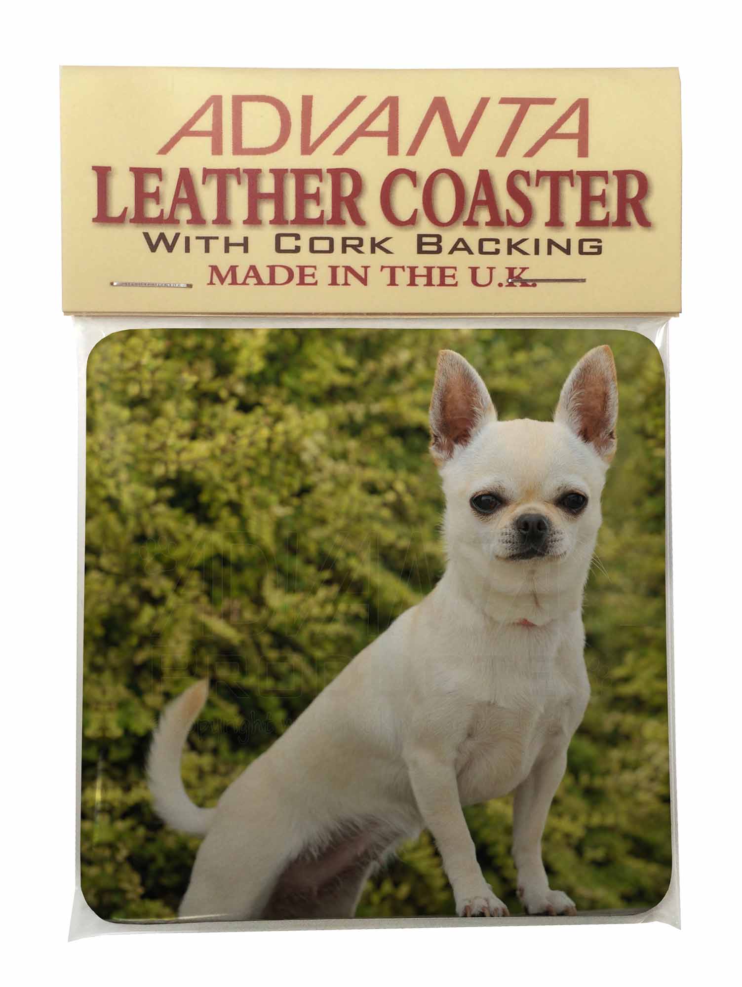 chihuahua divorced singles I have two little dogs chihuahua and jack russell i riding bicycle with trailer for dogs lot i like to find mature woman. chihuahua divorced singles I have two little dogs chihuahua and jack russell i riding bicycle with trailer for dogs lot i like to find mature woman.