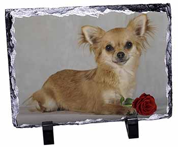 Chihuahua with Red Rose, Stunning Photo Slate