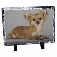 Chihuahua, Stunning Animal Photo Slate