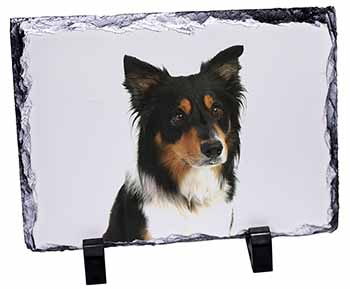 Tri-Colour Border Collie Dog, Stunning Photo Slate