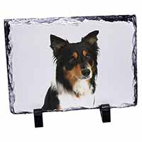 Tri-Colour Border Collie Dog, Stunning Photo Slate