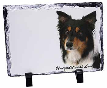 Tri-Colour Border Collie-Love, Stunning Photo Slate