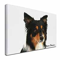 Tri-colour Border Collie Dog "Yours Forever..." Canvas X-Large 30"x20" Wall Art 