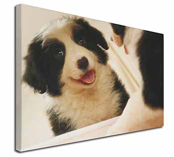 Border Collie in Mirror Canvas X-Large 30"x20" Wall Art Print