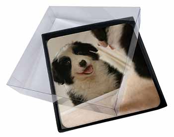 4x Border Collie in Mirror Picture Table Coasters Set in Gift Box